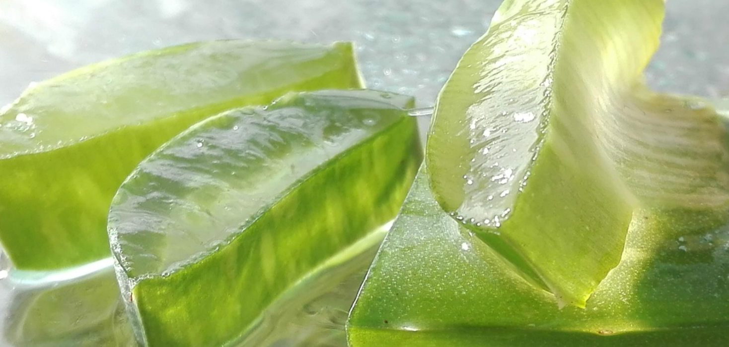 manfaat aloe vera