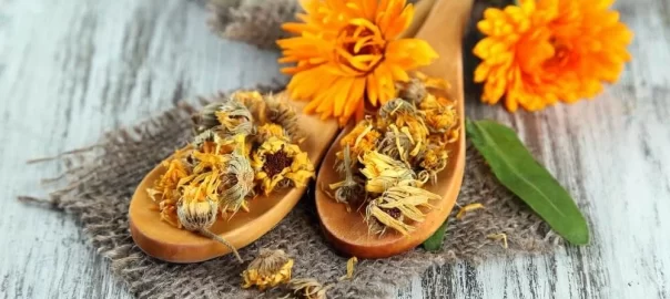 Apakah calendula aman