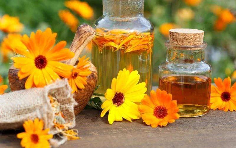 Kandungan calendula aman